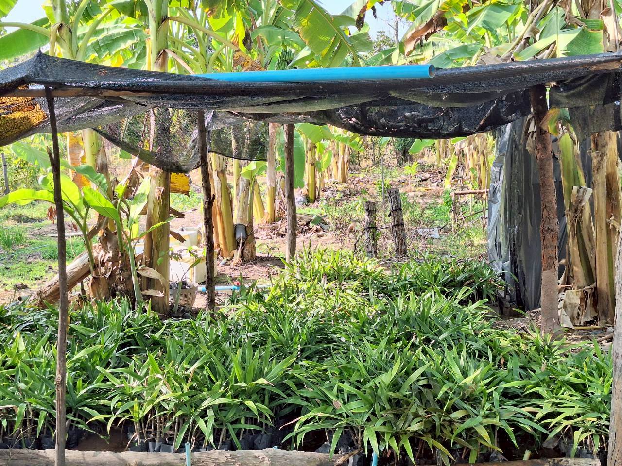 title - ผู้ตรวจราชการ ส.ป.ก. ประชุมตรวจราชการและติดตามความก้าวหน้าผลการดำเนินงานตามแผนการตรวจราชการของผู้ตรวจราชการสำนักงานการปฏิรูปที่ดินเพื่อเกษตรกรรม ประจำปีงบประมาณ พ.ศ. 2569 รอบที่ 1 เขตตรวจราชการที่ 11 จังหวัดมุกดาหาร